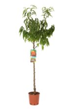 prunus persica nettarina caldesi pesco noce