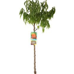 prunus persica nettarina caldesi pesco noce