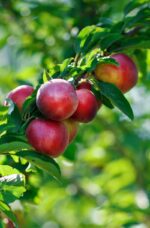 prunus persica nettarina indipendence pesco noce 1