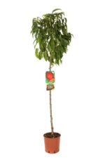 prunus persica nettarina indipendence pesco noce