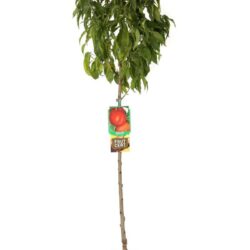 prunus persica nettarina indipendence pesco noce