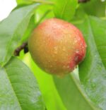 prunus persica nettarina maria aurelia pesco noce 1