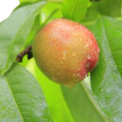 prunus persica nettarina maria aurelia pesco noce 1