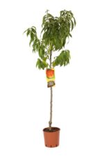 prunus persica nettarina maria aurelia pesco noce