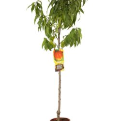 prunus persica nettarina maria aurelia pesco noce