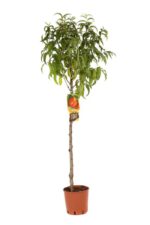 prunus persica nettarina stark redgold pesco 1