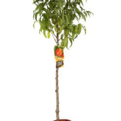 prunus persica nettarina stark redgold pesco 1