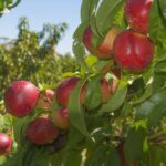 prunus persica nettarina stark redgold pesco