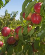 prunus persica nettarina stark redgold pesco