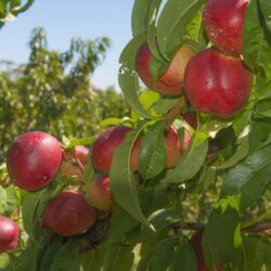 prunus persica nettarina stark redgold pesco