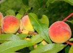 prunus persica percoca andros pesco 1
