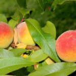 prunus persica percoca andros pesco 1