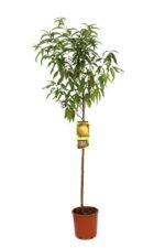 prunus persica percoca andros pesco