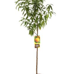 prunus persica percoca andros pesco