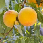 prunus persica percoca carson pesco 1