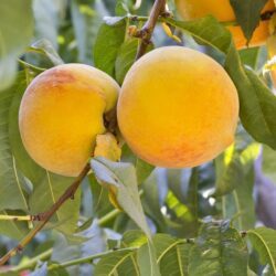 prunus persica percoca carson pesco 1