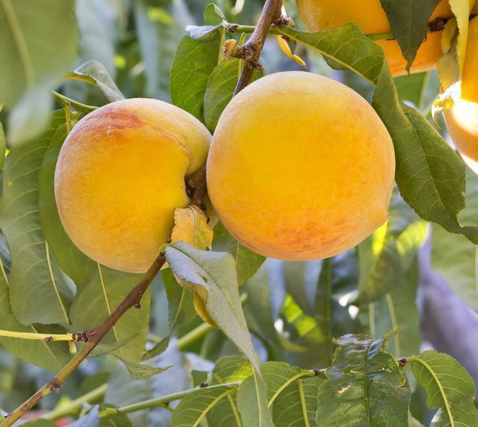 prunus persica percoca carson pesco 1 prunus persica percoca carson pesco 1