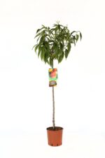 prunus persica percoca carson pesco