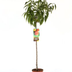 prunus persica percoca carson pesco