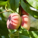 prunus persica platicarpa saturnina bianca pesco 1