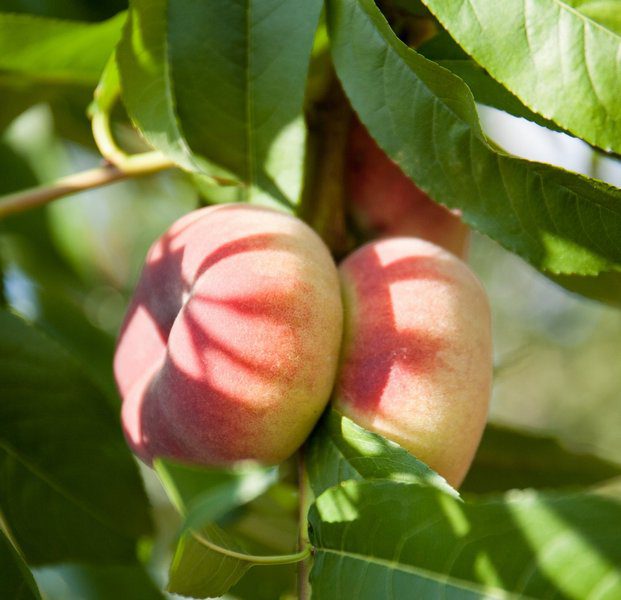 prunus persica platicarpa saturnina bianca pesco 1 prunus persica platicarpa saturnina bianca pesco 1