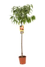 prunus persica platicarpa saturnina bianca pesco