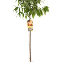 prunus persica platicarpa saturnina bianca pesco