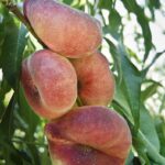 prunus persica platicarpa saturnina gialla pesco 1