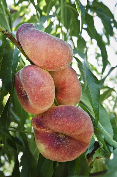prunus persica platicarpa saturnina gialla pesco 1 prunus persica platicarpa saturnina gialla pesco 1