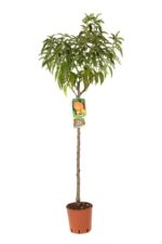 prunus persica platicarpa saturnina gialla pesco