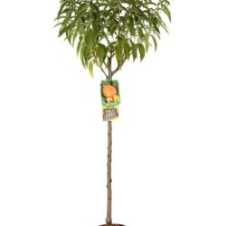prunus persica platicarpa saturnina gialla pesco