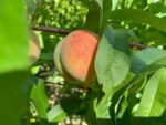 prunus persica redhaven pesco 1
