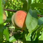 prunus persica redhaven pesco 1