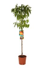 prunus persica redhaven pesco