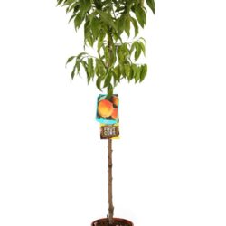 prunus persica redhaven pesco