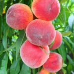prunus persica rosa del west pesco 1