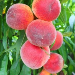 prunus persica rosa del west pesco 1
