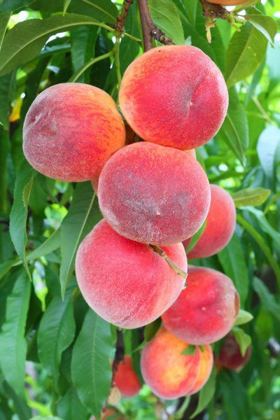 prunus persica rosa del west pesco 1 prunus persica rosa del west pesco 1