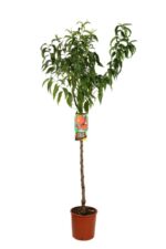 prunus persica rosa del west pesco