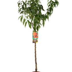 prunus persica rosa del west pesco