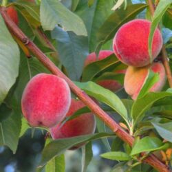 prunus persica springcrest pesco 1