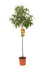 prunus persica springcrest pesco