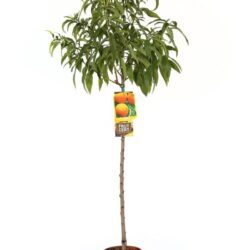 prunus persica springcrest pesco