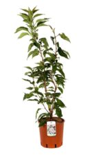 prunus serrulata amanogawa ciliegio 1
