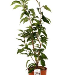 prunus serrulata amanogawa ciliegio 1