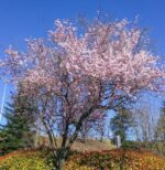 prunus serrulata amanogawa ciliegio