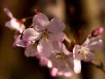 prunus serrulata amanogawa ciliegio 2