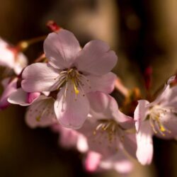 prunus serrulata amanogawa ciliegio 2