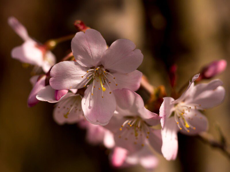 prunus serrulata amanogawa ciliegio 2 prunus serrulata amanogawa ciliegio 2