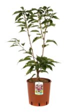 prunus serrulata kanzan ciliegio da fiore 1